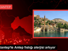 Gaziantep'te Antep F�st��� Alerjisi Art�yor