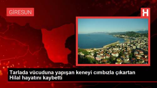 Giresun'da Keneye Bal KKKA Hastalndan len Gen Kz