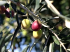 G�me�'te '3. Geleneksel G�me� Zeytin Hasat �enli�i' Co�kusu