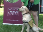 G�rme engellilerin yol arkada�� 