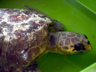 Hatay'da bitkin bulunan caretta caretta tedaviye al�nd�