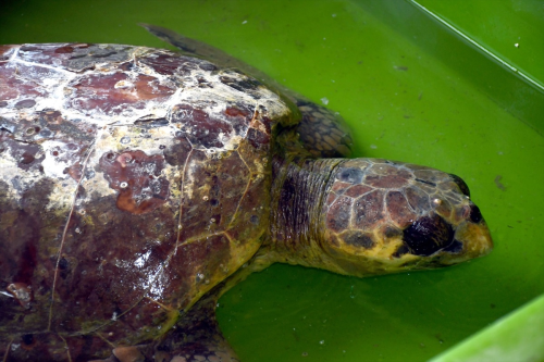 Hatay'da bitkin bulunan caretta caretta tedaviye alnd