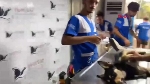 HAYTAP, yaral kpei tedavi etti