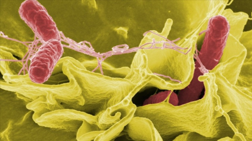Helicobacter pylori nedir, belirtileri neler? Helikobakter pilorinin tedavisi var m?