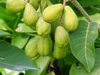 Hemoroid Sava���s� Bitki: Karahalile