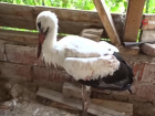 Hisarc�k'ta yaral� leylek tedavi alt�na al�nd�