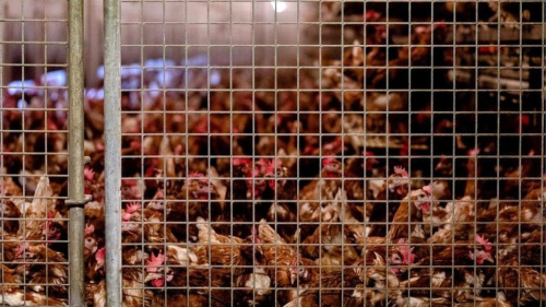 Hollanda'da ku gribi yaylyor: 500 binden fazla tavuk itlaf edildi