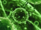 HPV (Human Papilloma Virus )