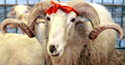 BB, Kurban Bayram hazrlklarn 'Covid19' tedbirleri kapsamnda ele alyor