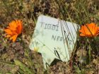 �la� sanayi i�in t�bbi �i�ek �retiyorlar