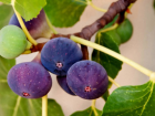 �ncir ve S�t� Birlikte T�ketmenin S�per Faydas�!