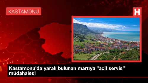 nebolu'da Yaral Mart Veterinere Teslim Edildi