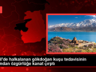 srail'de halkalanan gkdoan kuu tedavisinin ardndan zgrle kanat rpt