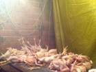 �zmir'de Mide Buland�ran Tavuk Operasyonu! Su��st� Yakaland�lar