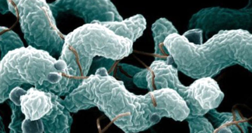 Japonya'da Et Yiyen Bakteri Panii! Yzlerce Kiiye Enfeksiyon Bulat
