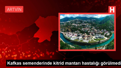 Kafkas semenderinde kitrid mantar hastal grlmedi