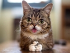 Kansere ��z�m Kedi D��k�s�ndan ��kt�