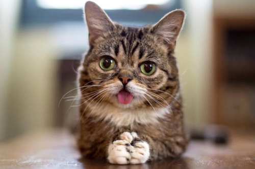 Kansere zm Kedi Dksndan kt