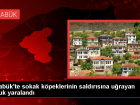 Karab�k'te Sokak K�peklerinin Sald�r�s�na U�rayan 4 Ya��ndaki �ocuk Yaraland�