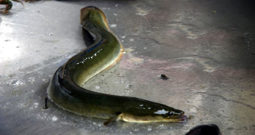 yılan balığı eti faydaları