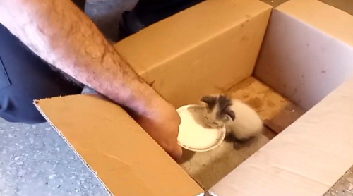 Kars'ta yaral yavru kedi itfaiye ekiplerince tedavi edilecek