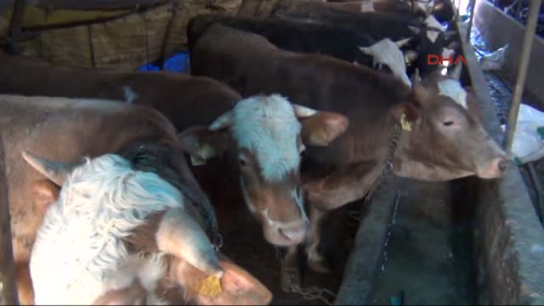 Kavak'ta S���r �i�e�i Uyar�s�