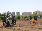 Kayap�nar Belediyesi T�bbi Aromatik Bitki Bah�esi Kuruyor