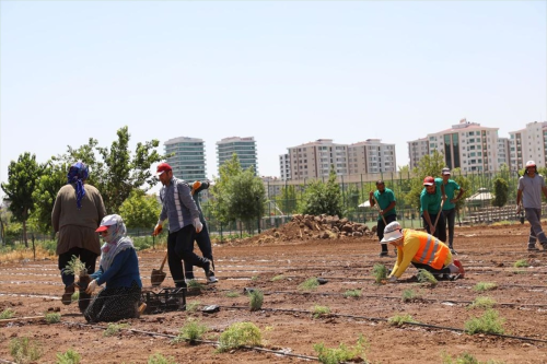 Kayapnar Belediyesi Tbbi Aromatik Bitki Bahesi Kuruyor