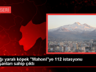 Kayseri'de Salk alanlar Yaral Kpei Tedavi Ederek Sahiplendi