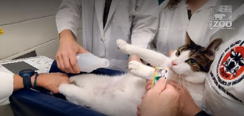 Kedileri ameliyatsz ksrlatran gen terapisi gelitirildi