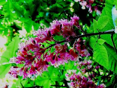 Kestane �i�e�inde Sakl� �ifa