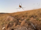 K�r�ehir'de Zehirli �r�mcek G�r�ld�