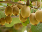 Kivi Diyetiyle 4 G�nde 2 Kilo Verin
