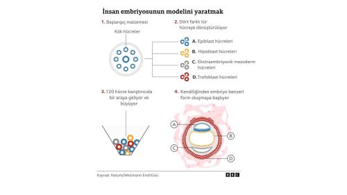 Kk Hcrelerle Gelitirilen Embriyo Modeli nsan Embriyosuna Benzemeye Balad