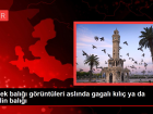 K�pek bal��� g�r�nt�leri asl�nda ba�ka t�rler