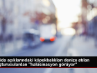 Köpekbalıkları Kokainden Halüsinasyon Görüyor