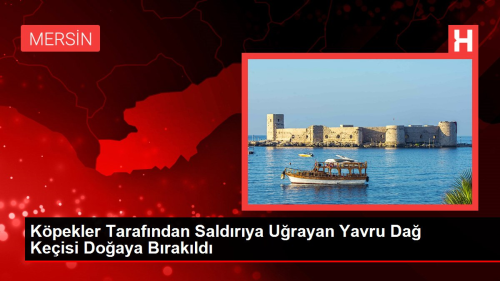 Kpekler Tarafndan Saldrya Urayan Yavru Da Keisi Doaya Brakld