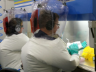 Koronavir�s a��s�: Avustralyal� bilim insanlar� a�� denemelerine ba�lad�