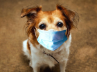Kovid-19 ve Evcil Hayvanlar: Köpekler ve Kediler Koronavirüs Kapabilir mi?
