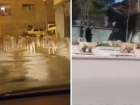 Kuduz karantinas� uygulanan Siverek'te sokaklar k�pek i�gali alt�nda! Belediyeye b�y�k tepki var