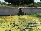 Kum Sinekleri Bir�ok Hastal��a Sebep Oluyor