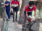 Kumluca'da Plastik At�kla Beslenen Leylekler Do�al Ya�am Alan�na B�rak�ld�