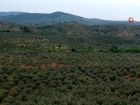 Kur'an-ı Kerim'de ismi geçen zeytin ve incir, koronavirüs ile mücadelede kullanılıyor