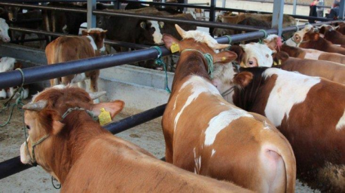 Kurban Bayram ncesi dana veremi panii! Sinsi sinsi ilerliyor, lme kadar yolu var