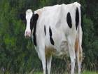 Kurban Bayram�nda �arbona Dikkat