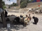 Kurbanl�k ile ilgili uzmanlardan uyar�