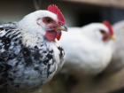 Ku� gribi: Rusya vir�s�n H5N8 t�r�n�n ilk kez insanlarda tespit edildi�ini a��klad�