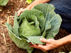 Lahana, Brokoli ve Kale Kanseri Nas�l Engelliyor?