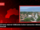 MAK, Kara Mrver Bitkisinin Kolon Kanserine Etkisini Aratracak