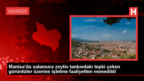 Manisa'da salamura zeytinin insan salna uygunsuz ekilde sepetlenmesi